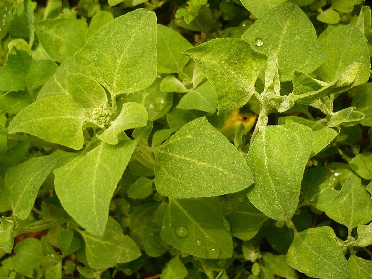Chenopodium vulvaria (Amaranthaceae)